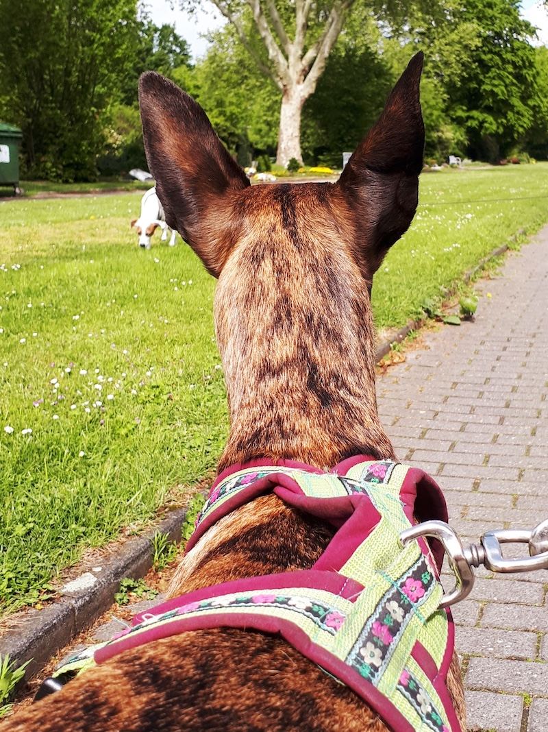 Hundebegegnung üben: ruhiges, höfliches Verhalten bei Kontakt mit anderen Hunden