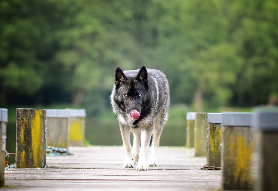 Training bei Dominanzverhalten - Hundetraining Essen