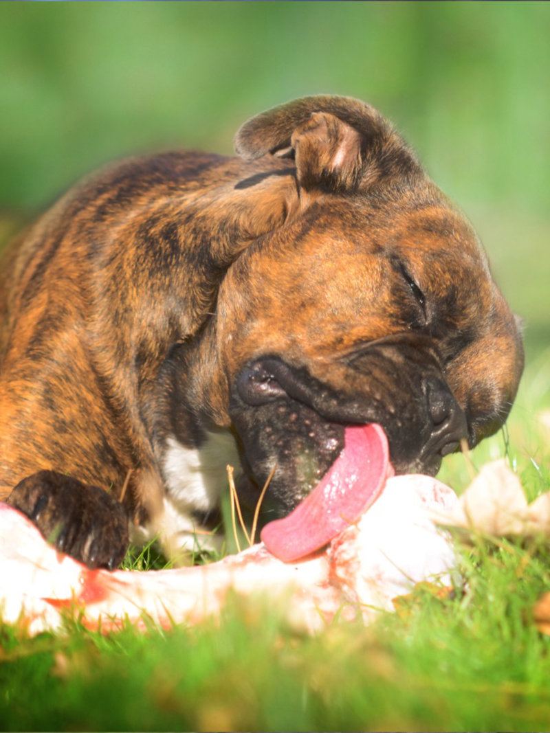 Ressourcenverteidigung am Napf: Training gegen Futteraggression – klare Signale & Management