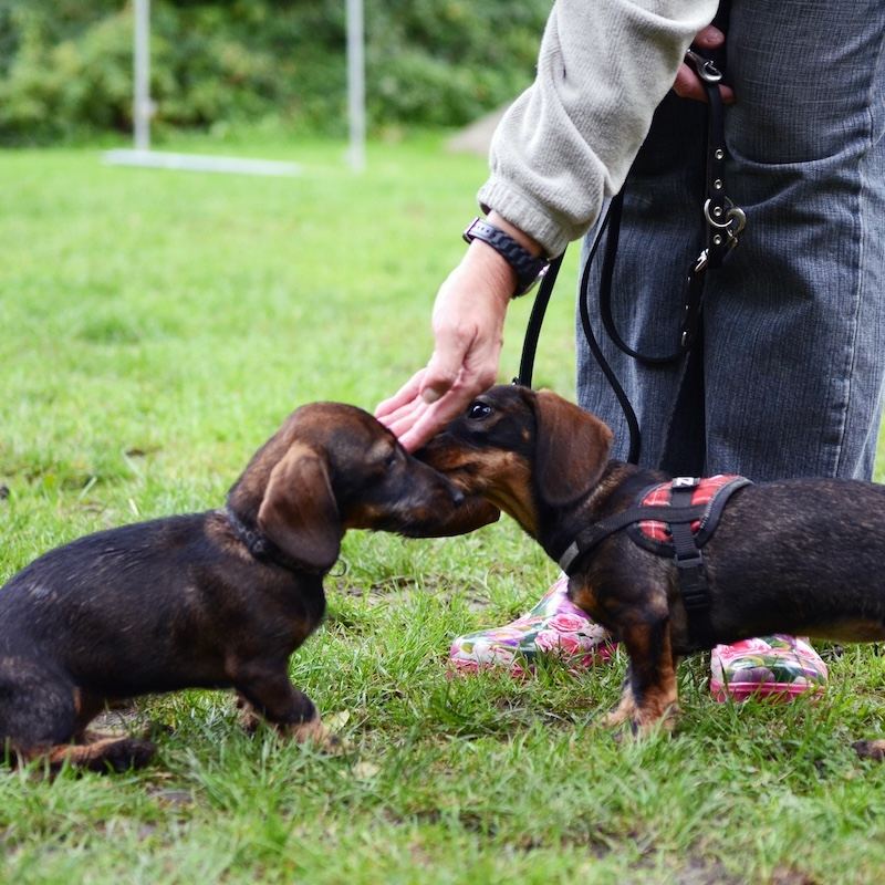 Hundebegegnungen Training Sozialverhalten Essen