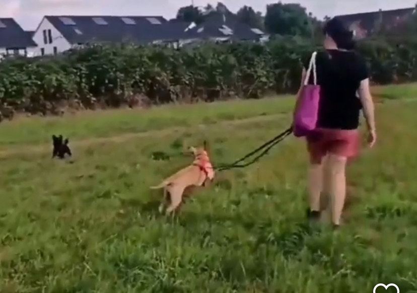 Leinenaggression: Hund pöbelt an der Leine – gezieltes Gegenkonditionieren im Stadtgebiet Essen