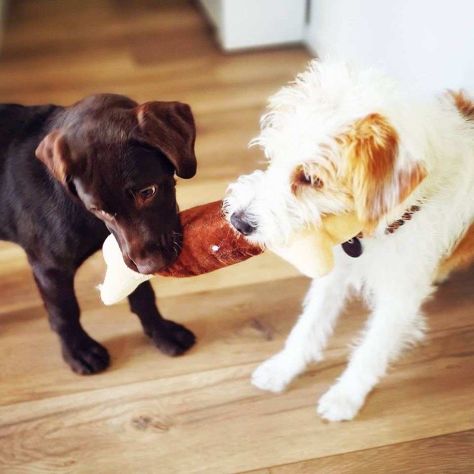 Mehrhundehaltung Training Rudelverhalten Essen