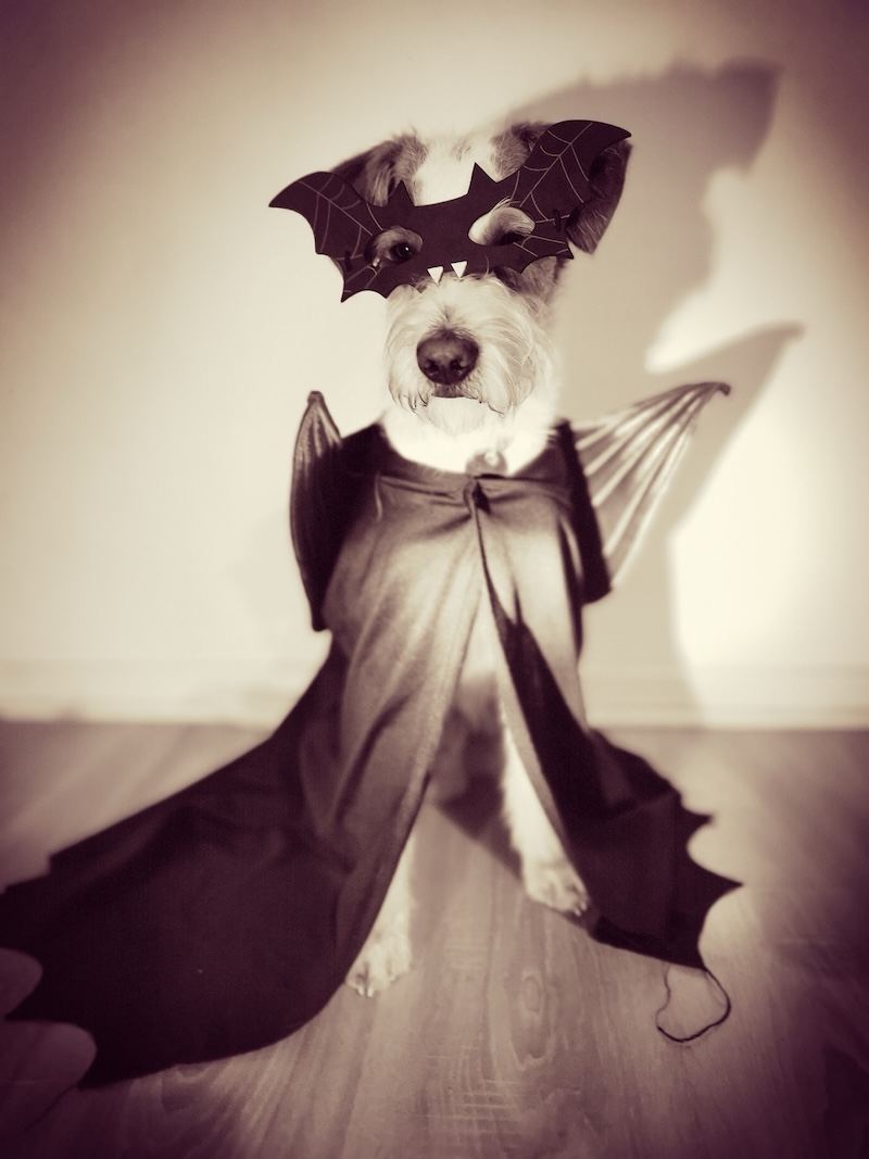 Pubertät beim Hund Training - Graf Koks Phase