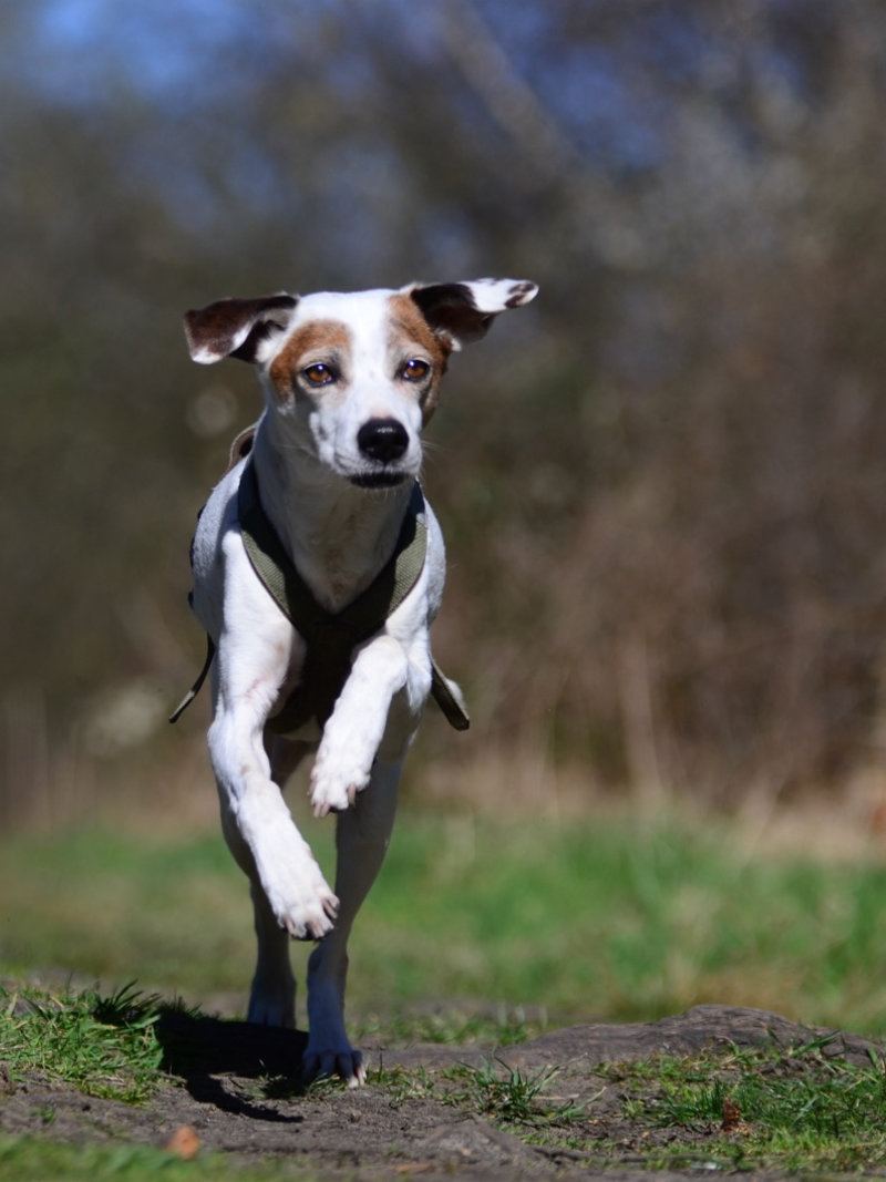 Zuverlässiger Rückruf im Wald: Anti-Jagd-Training mit hoher Ablenkung im Ruhrgebiet