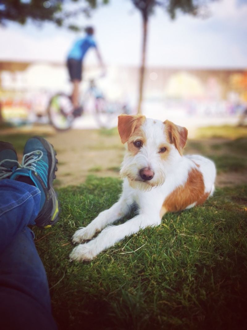 Ruhetraining: Hund bleibt gelassen trotz Bewegung und Reizen – Ruhe auf Signal