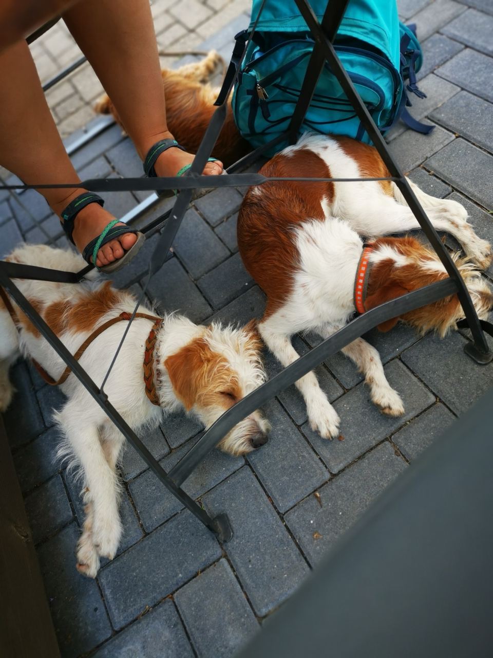 Hund im Restaurant: entspanntes Stadttraining in Essen mit Trainerin – Tischsituation ruhig meistern