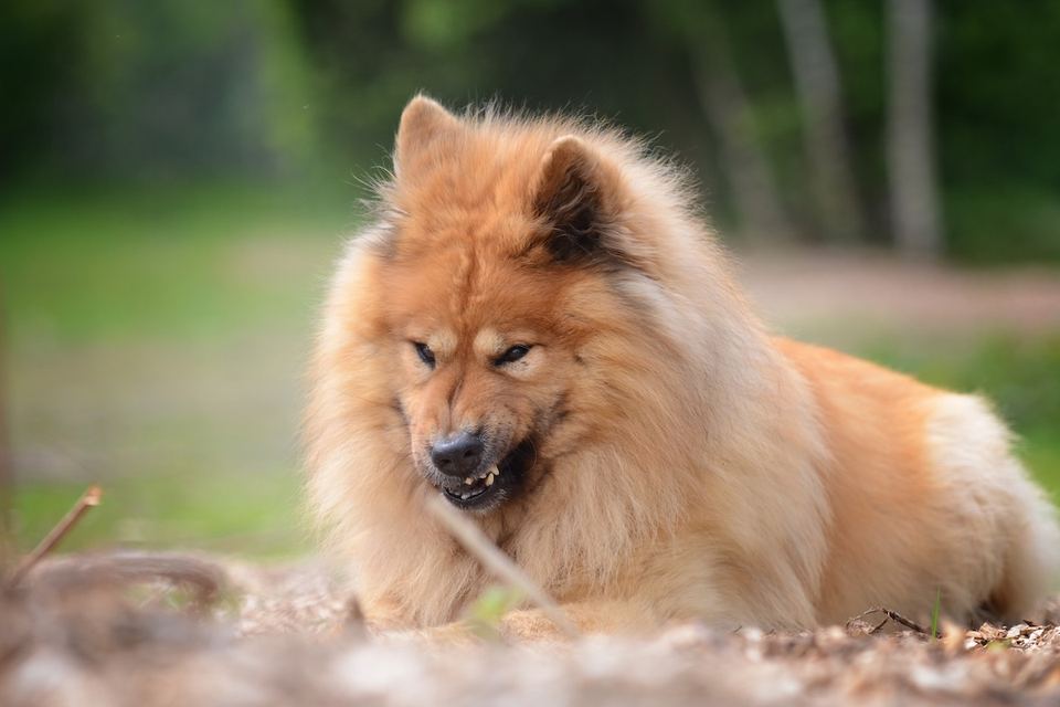 Training bei Territorialem Verhalten - Hundetraining Essen