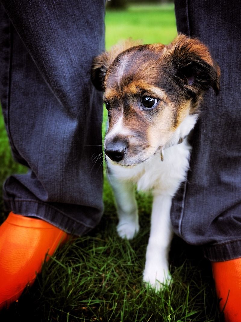 Welpensozialisierung Training Ruhrgebiet